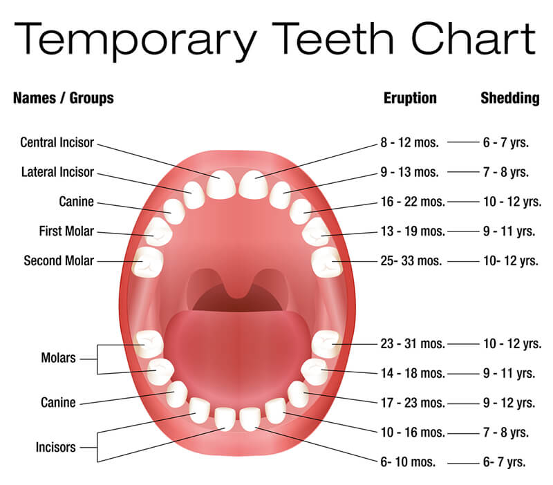 chart showing when children's temporary teeth erupt and when they shed them